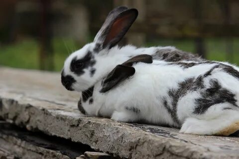 Bunny фото