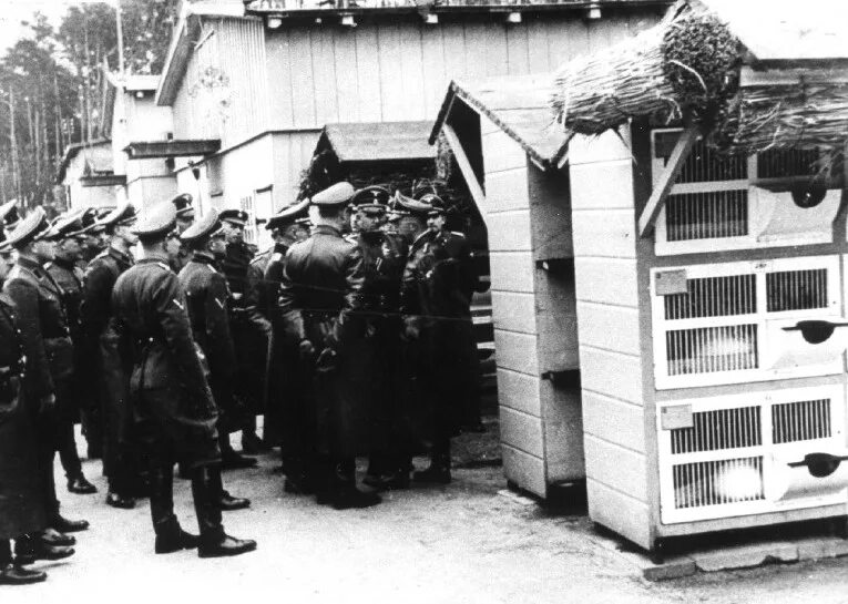 Лагерь сс. Штуттгоф концентрационный лагерь. Штутгоф лагерь для военнопленных.