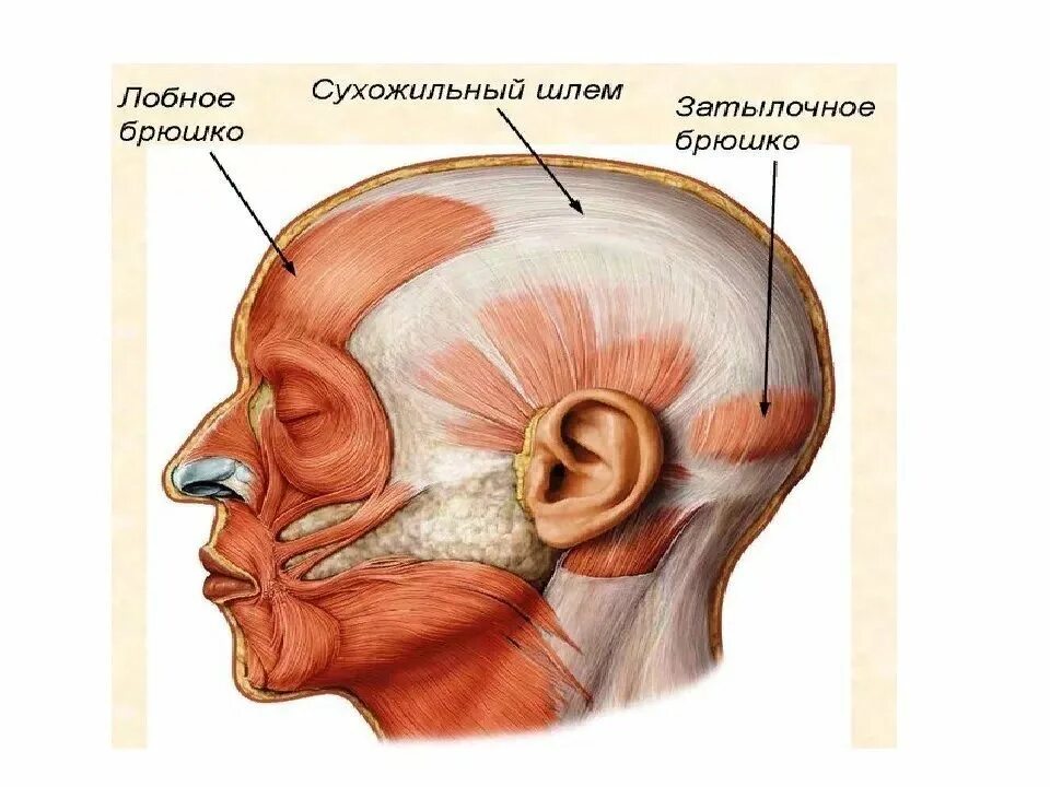 Напряженный лоб. Надчерепной апоневроз сухожильный шлем. Лобно затылочная мышца и апоневроз. Сухожильный шлем анатомия. Апоневроз лобной мышцы.