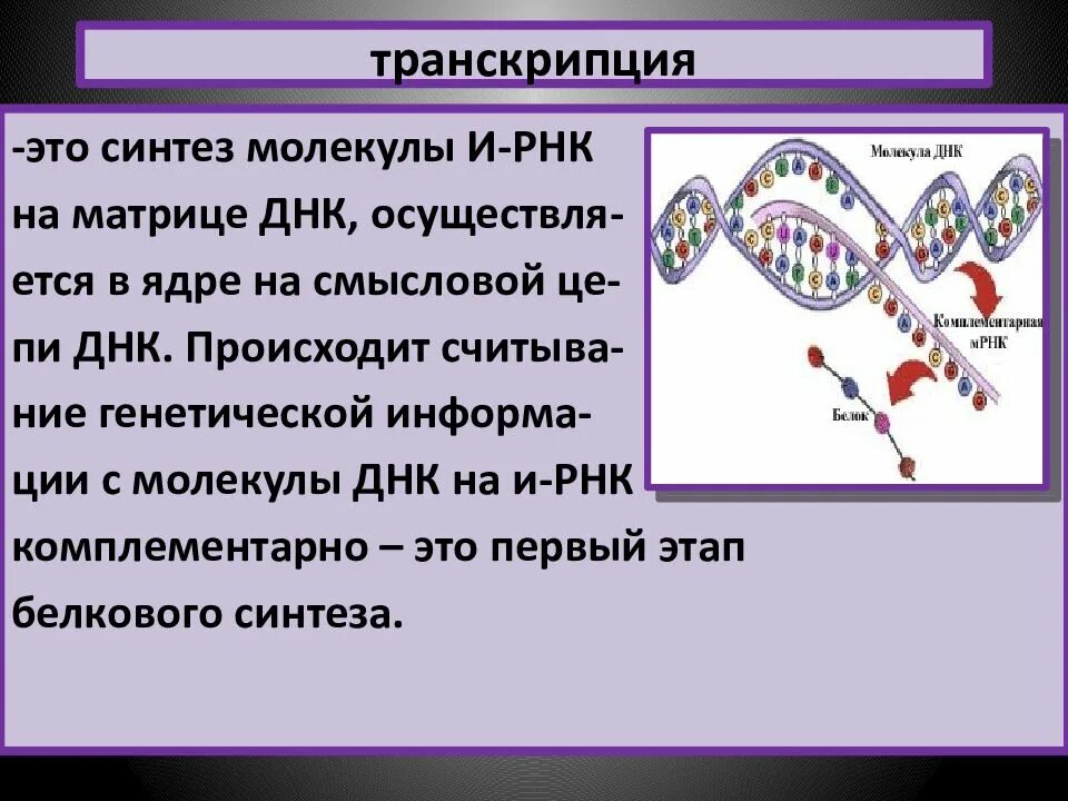 Транскрипция ДНК. Транскрипция ДНК И РНК. Процесс транскрипции ДНК. Синтез РНК транскрипция.