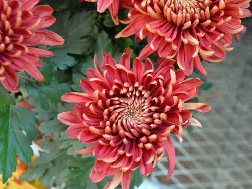 Mums flowers. Хризантема Вильям оранж. Хризантема Бальтазар. Хризантема Astro Bronze.