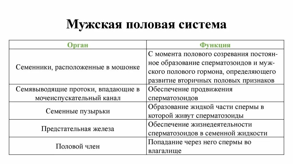 Половые органы строение функции