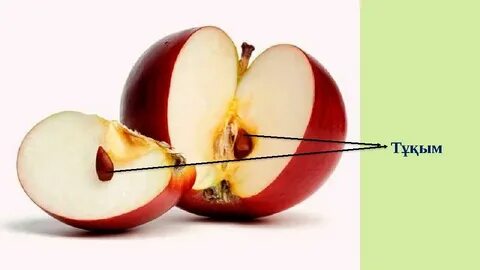 Жас гейлердің жынысы