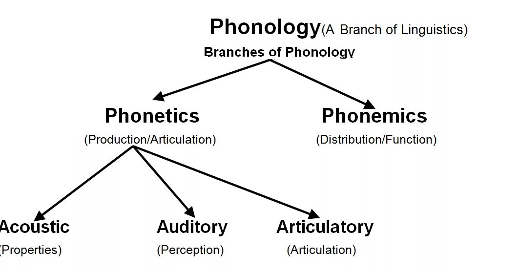 Phonology. Phonetics and Phonology. Фонетика и фонология. Branches of Linguistic. Second main