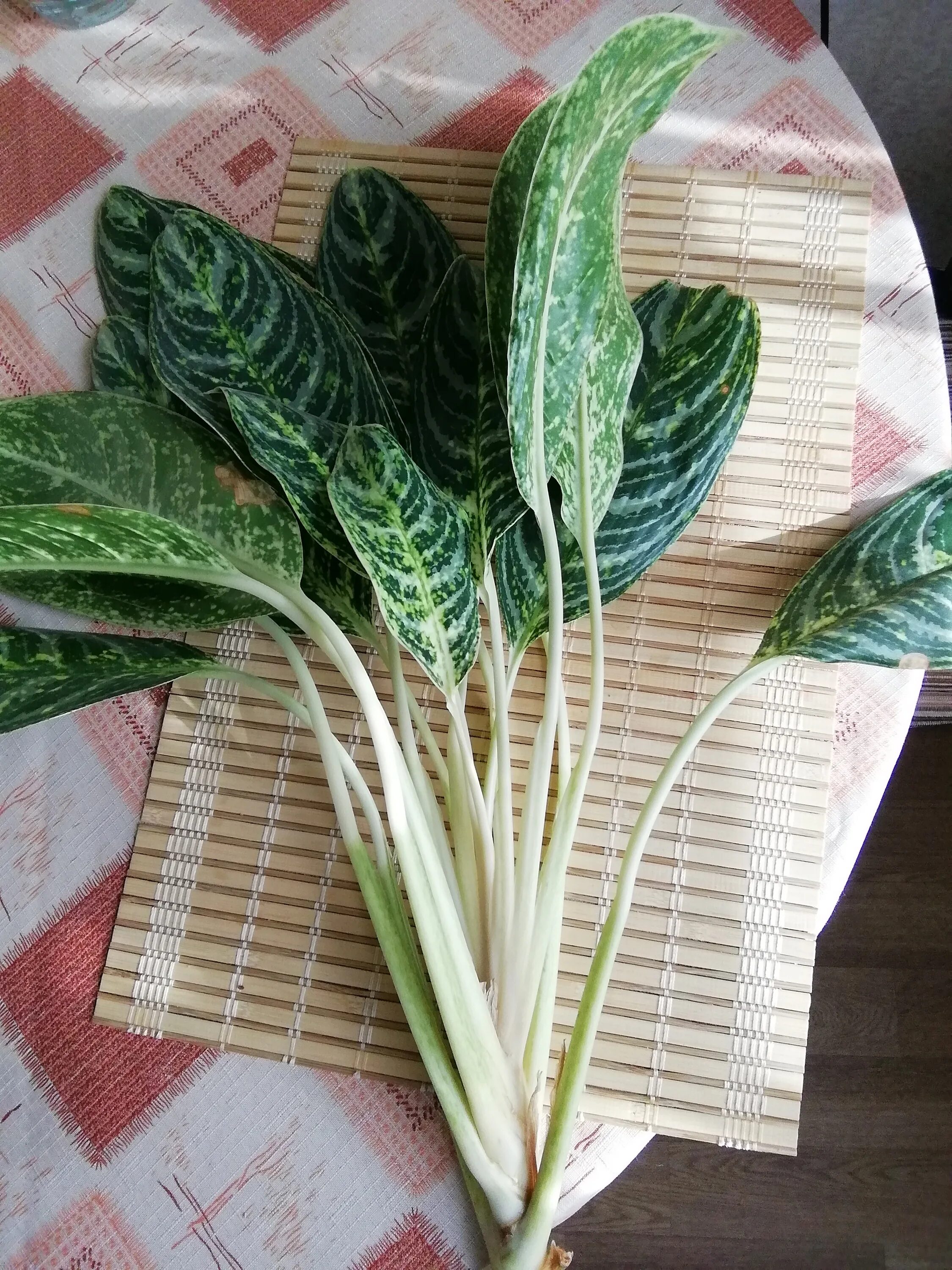 аглаонема грин сан