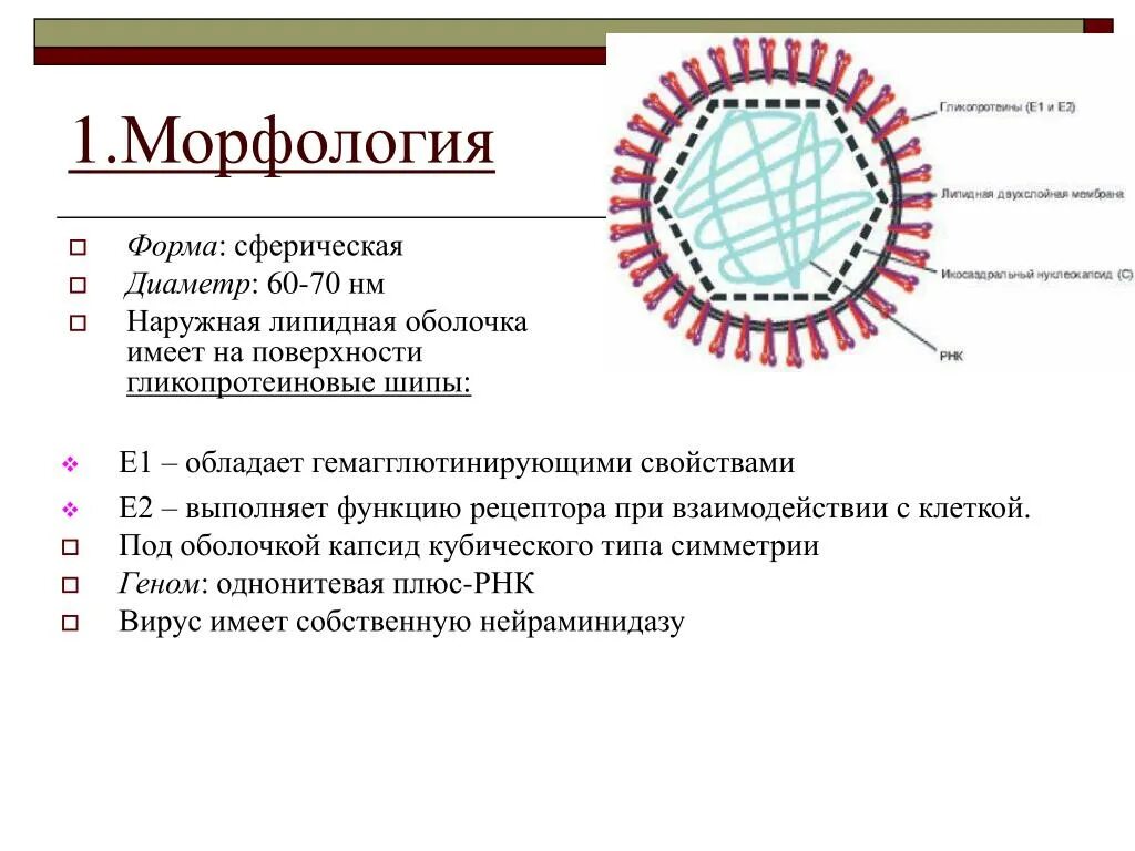 Вирус краснухи морфология микробиология. Краснуха строение вириона. Вирус краснухи строение вириона. Вирус краснухи микробиология строение. Наружная оболочка латынь