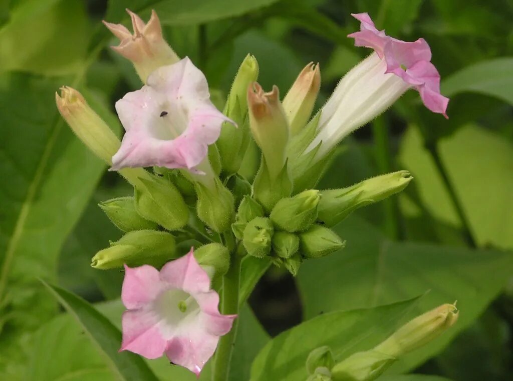 Сорт ориенталь табак. Семена пасленовых. Табак пасленовые. Мак пасленовое. Плоды табака фото.