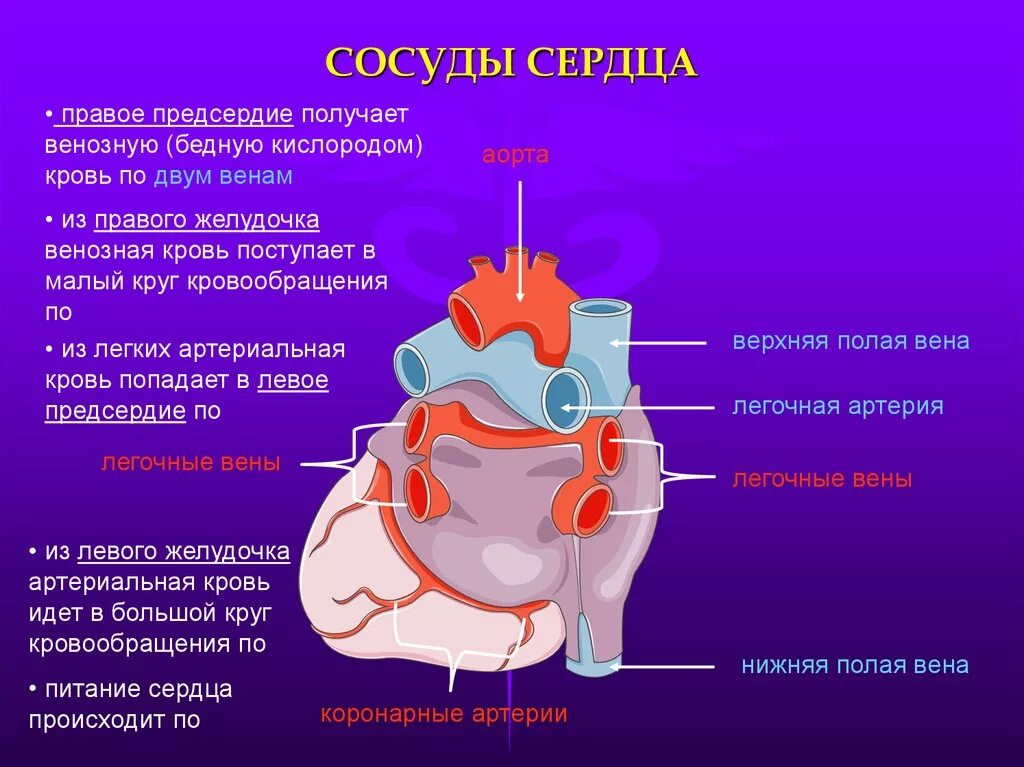 3 в правое предсердие впадает. Артерии и вены сердца анатомия. Строение сердца, сосуды (артерии и вены). Строение сердца коронарные сосуды. Сосуды правого предсердия.