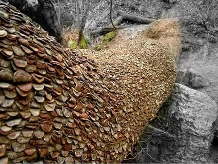 Forest money