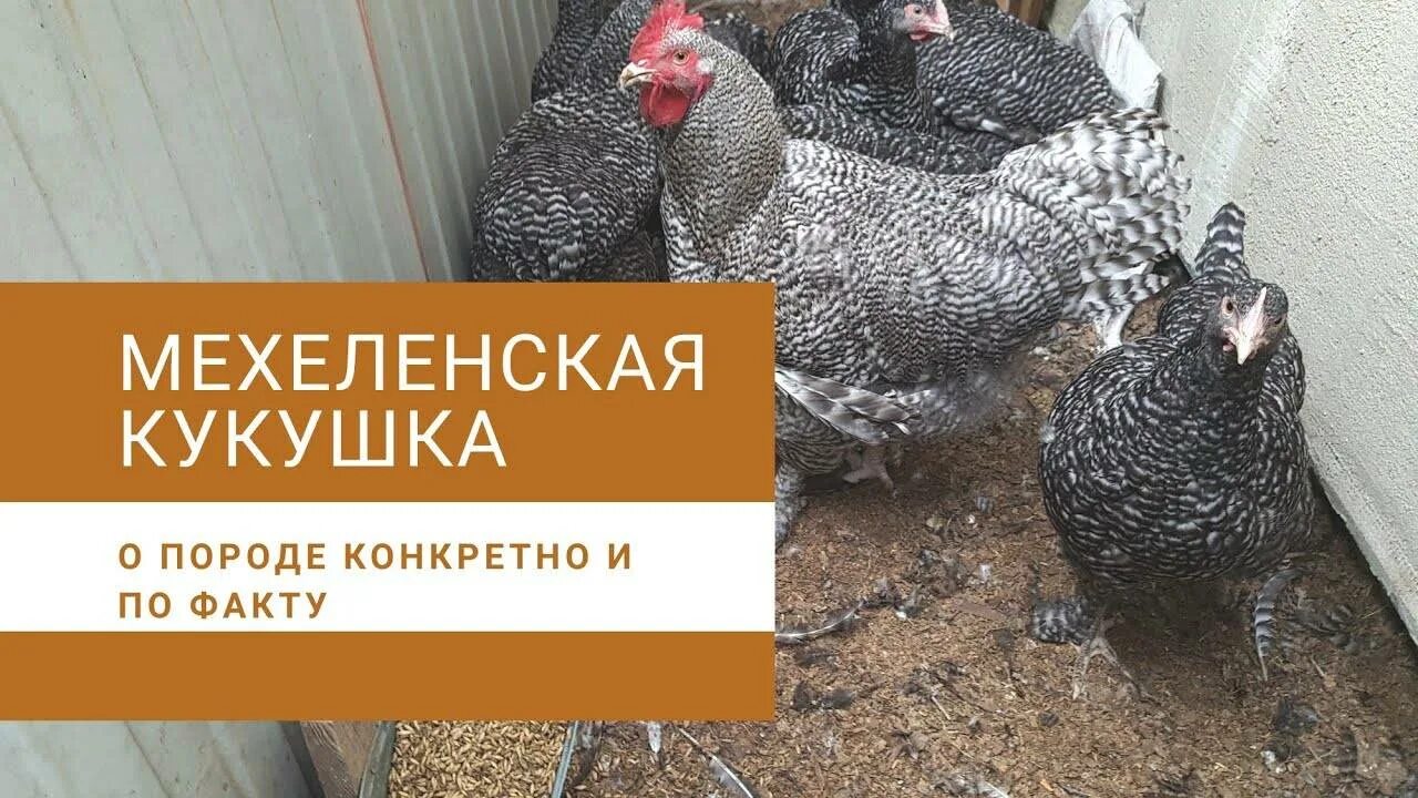 Мехеленская Кукушка порода. Куры Мехеленская Кукушка. Мехеленская Кукушка порода кур. Мехеленская Кукушка Малин. Кукушка порода кур описание