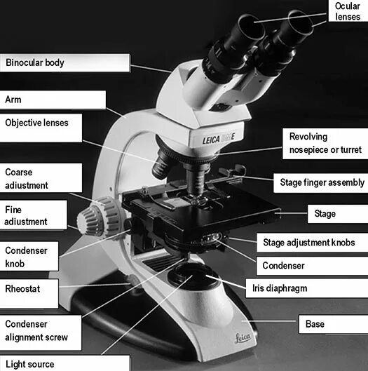 Для чего нужен винт в микроскопе. Части микроскопа. Тубус часть микроскопа. Верхняя часть тубуса в микроскопе. Строение микроскопа конденсор.