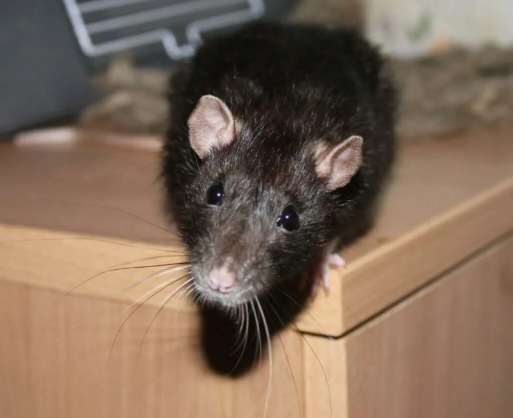 Большая крыса в доме. Крыса домовая. Крысы в доме. Крыса чёрная домашняя. Домовые крысы.