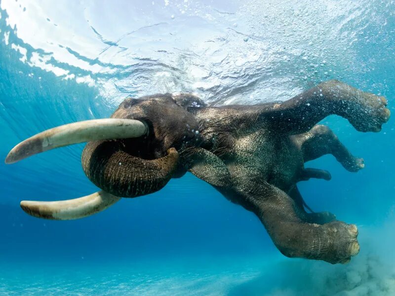 Elephant swim. Подводный слон. Подводные слоны. Стив Блум слоны. Подводный слон в антариды.