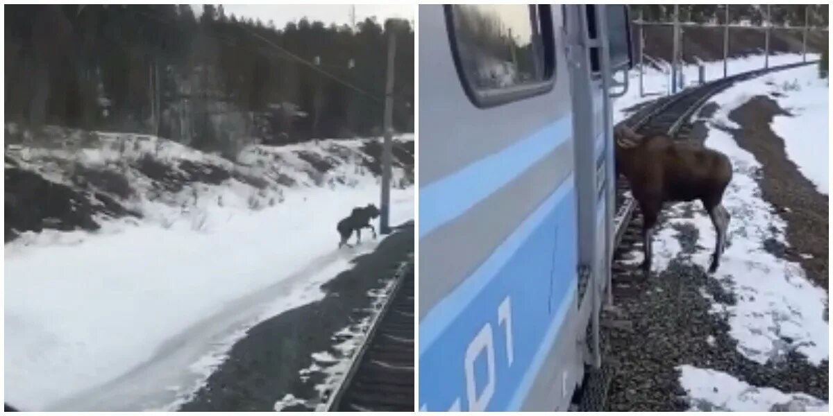 Лось остановился. Лось остановил движение поезда в Якутии.