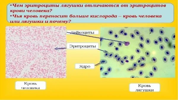 Эритроциты рептилий. Строение клетки эритроцита лягушки. лейкоциты в крови лягушки под микроскопом. строение клетки крови лягушки под микроскопом. эритроциты крови человека и лягушки под микроскопом.