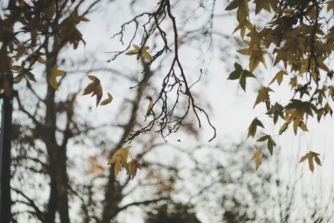 Осень ветер