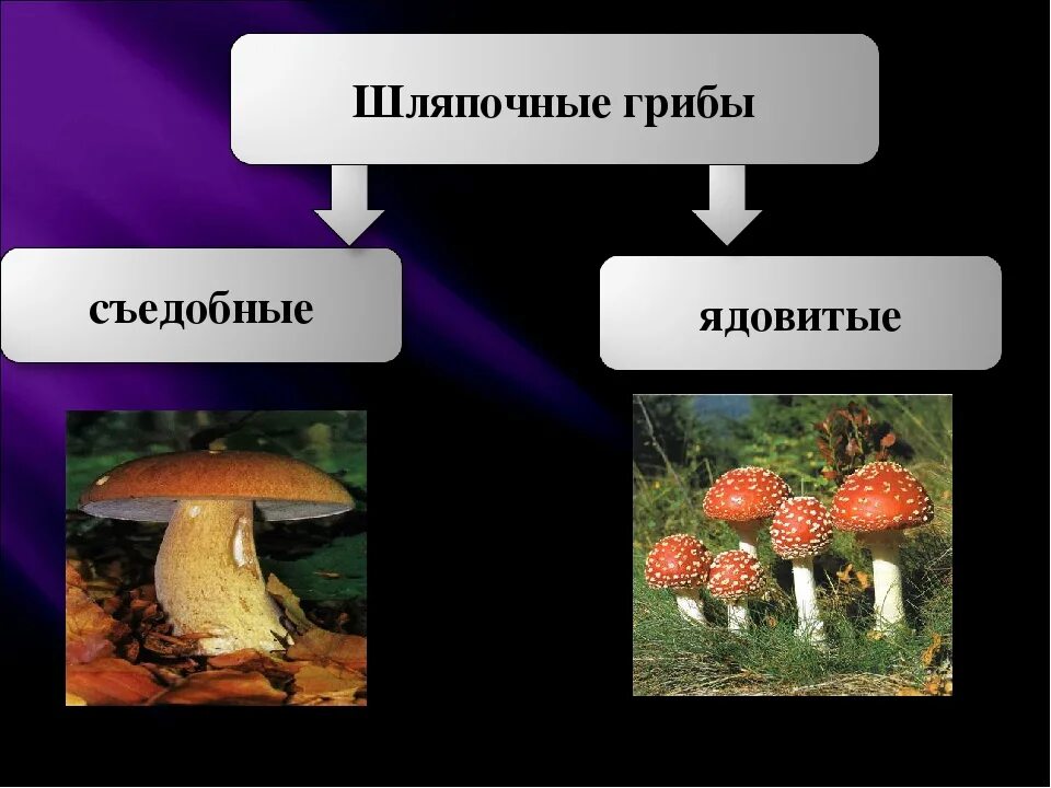 Какие грибы называют шляпочными 7 класс. Съедобные Шляпочные грибы. Шляпочные грибы съедобные и ядовитые. Несъедобные Шляпочные грибы 5 класс биология. Биология 6 класс Шляпочные грибы.