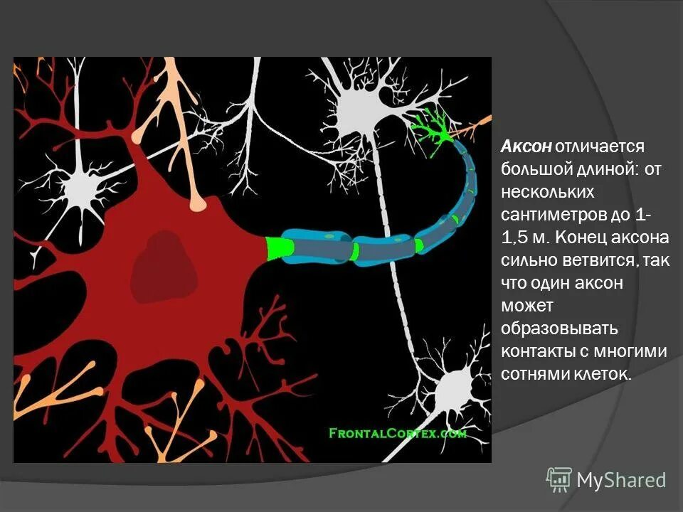 Короткие аксоны сильно ветвятся. Аксон. Размер аксона. Аксон функции. Конец аксона.