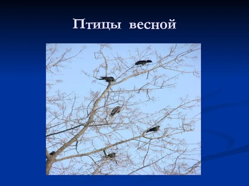 Птицы весной надпись. Основные занятия птиц весной. Жизнь птиц весной 2 класс. Весеннее небо признаки. Птицы весной презентация