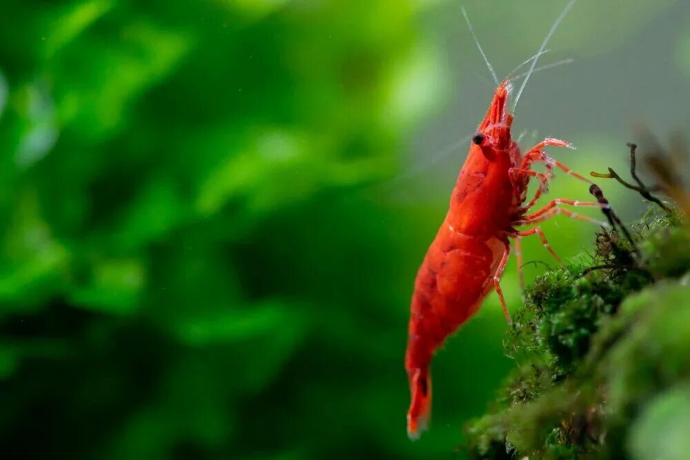 Креветка неокардина вишня. Креветки ред фаер. Креветка вишня Red Cherry Shrimp. Креветки красные аквариумные.