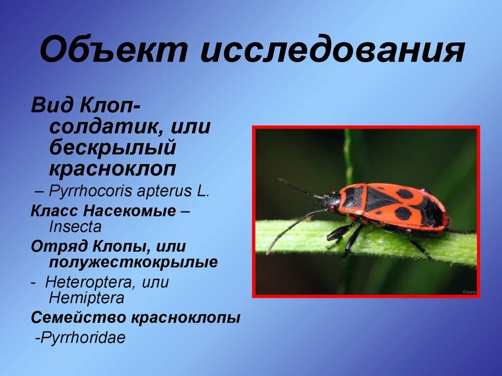 Жук пожарник клоп солдатик. Красноклоп бескрылый ( клоп-солдатик) (Pyrrhocoris apterus). Жук клоп солдатик описание. Клоп-солдатик Pyrrhocoris. Клоп солдатик описание