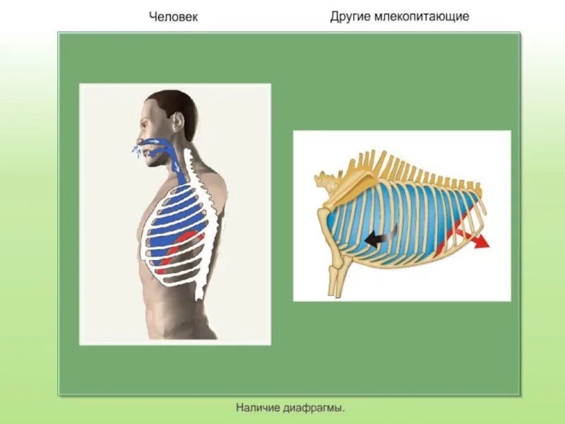 Диафрагма млекопитающих. Диафрагма человека и млекопитающих. Наличие диафрагмы у млекопитающих и человека. Наличие диафрагмы у млекопитающих