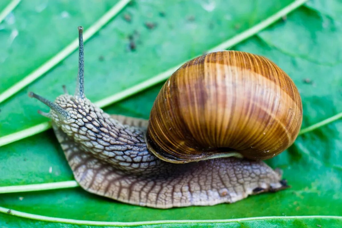 Улитка обыкновенная. Моллюски Виноградная улитка. Улитка Helix pomatia. Брюхоногие моллюски (улитки). Устрица беззубка Виноградная улитка.