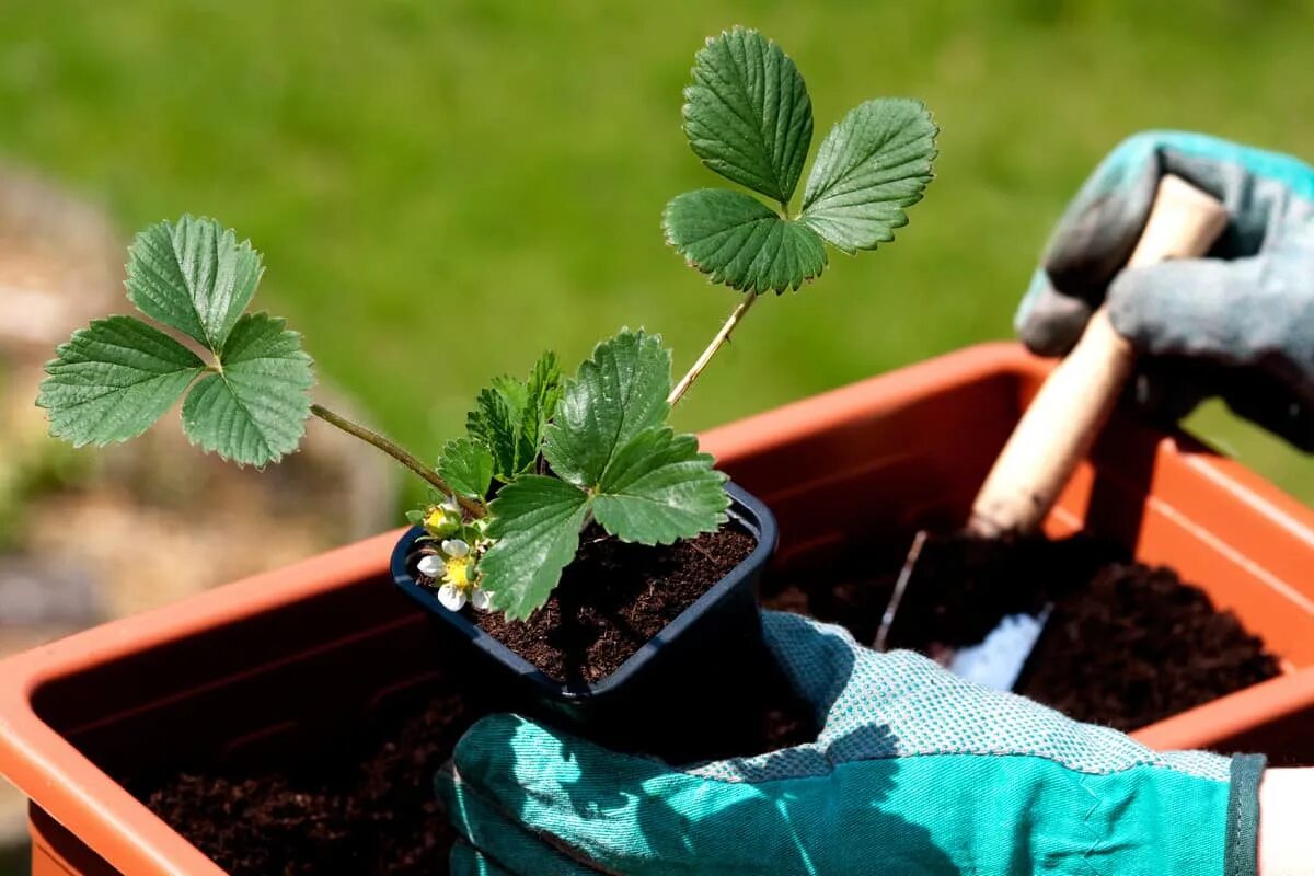 Seedling «рассада». Земляника Садовая кустик. Рассада клубники. Рассада земляники.