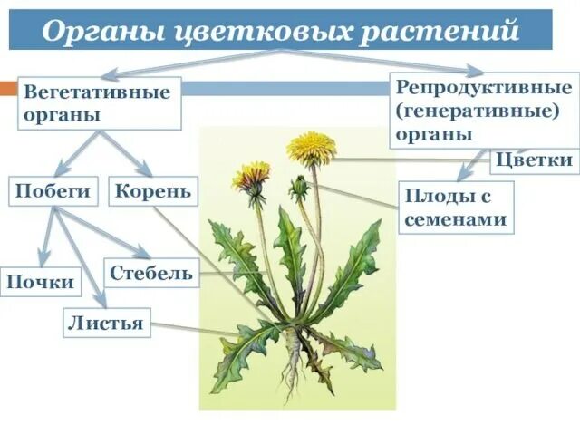 Вегетативные органы ромашки. Вегетативные и генеративные органы. Генеративные органы цветковых растений. Вегетативные и генеративные органы цветкового растения. Установите соответствие вегетативные органы генеративные органы