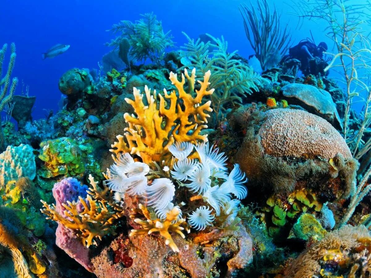 Риф Туббатаха Филиппины. Эльфинстоун риф. Рифы в океане. Барьерный риф кораллы.