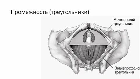 Половая диафрагма