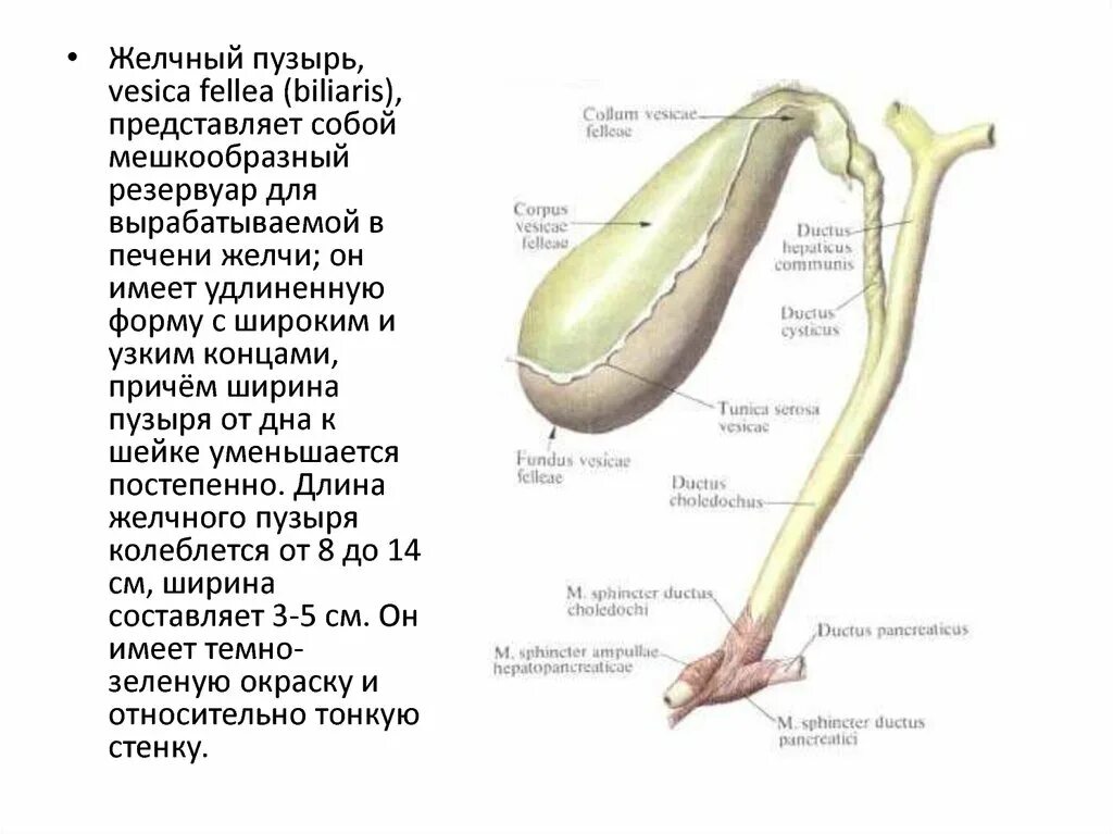 Описание желчного пузыря. Желчь строение анатомия. Строение желчного пузыря и протоков. Строение желчного пузыря анатомия. Желчный пузырь и холедох анатомия.