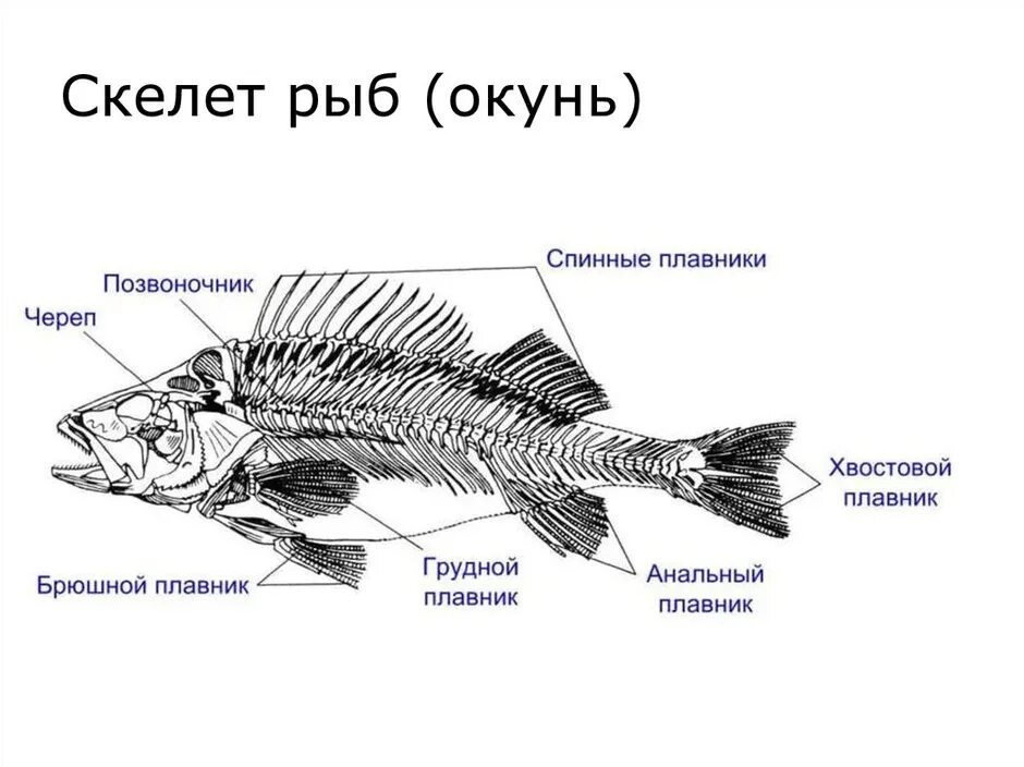 Строение скелета речного окуня. Осевой скелет рыб. Осевой скелет окуня. Скелет речного окуня рисунок с подписями.