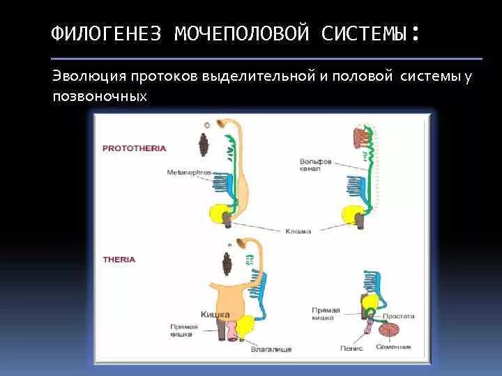 Эволюция развития выделительной и половой системы. Филогенез половой системы хордовых. Филогенез мочевыделительной системы хордовых. Филогенез выделительной системы позвоночных.