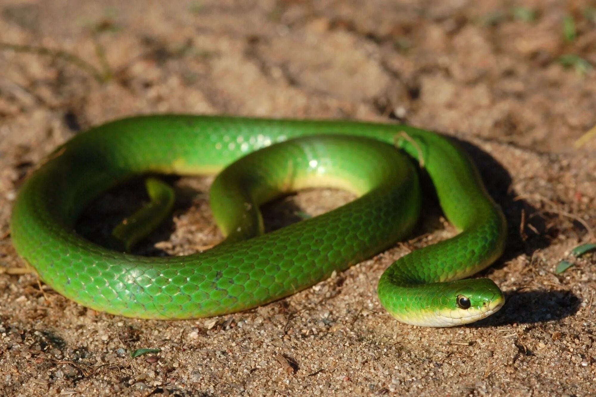 Какие бывают зеленые. Смарагдовый полоз зеленый. Зеленая медянка змея. Зеленый полоз змея. Чёрно-зелёная Лесная гадюка.