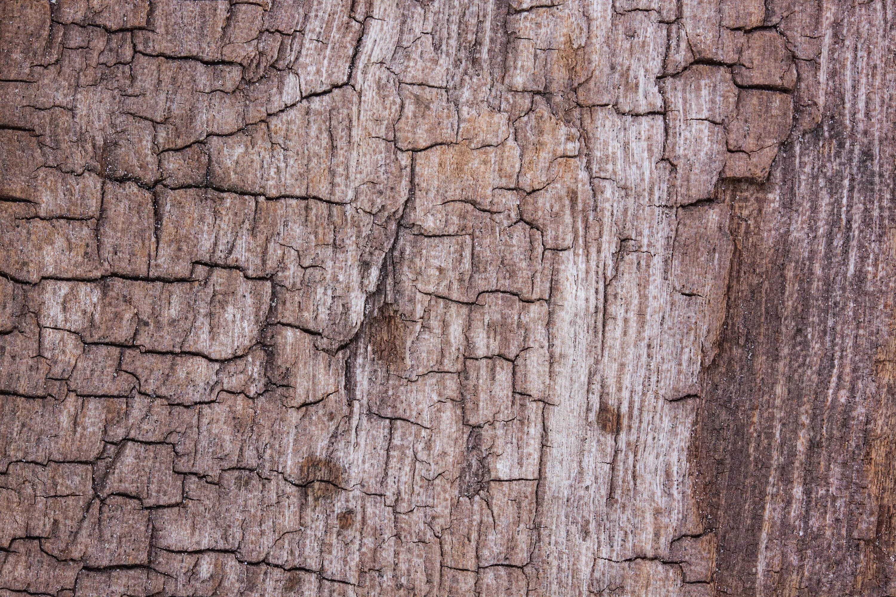 Текстура дерева. Фактура дерева. Трещины коры деревьев