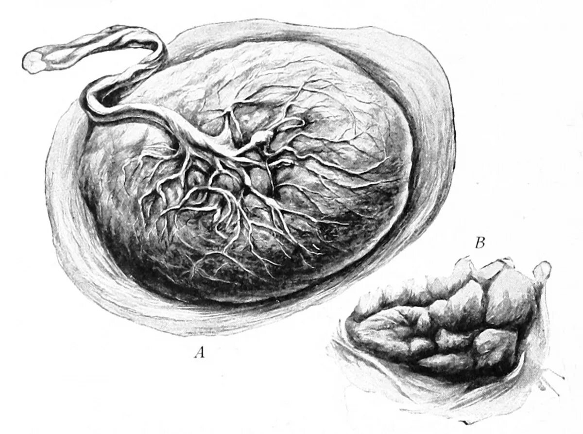 Эмбрион плацента пуповина. Плацента и пуповина анатомия.