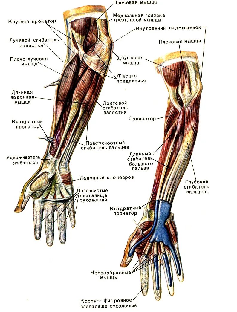 Сухожилия предплечья анатомия. Строение сухожилий предплечья руки. Мышцы предплечья анатомия человека. Мышцы верхней конечности предплечья. Рука человека название