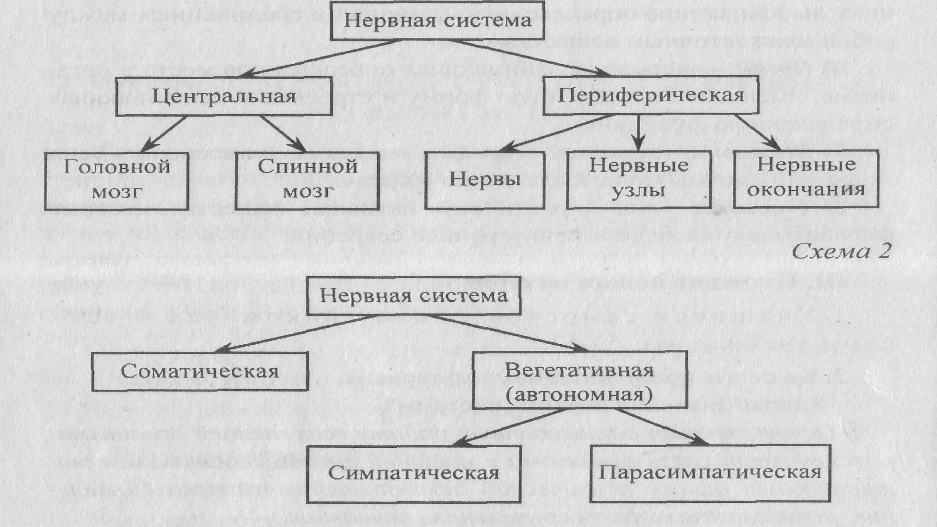 Схема строения нервной системы. Классификация нервной системы схема. Схема отражающая структуру нервной системы. Морфологическое деление нервной системы.