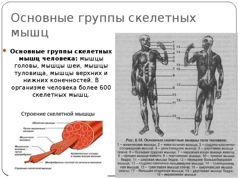 Группы мышц человека и их функции. Мышцы человека. основные группы мышц. группы скелетных мышц. основные скелетные мышцы.