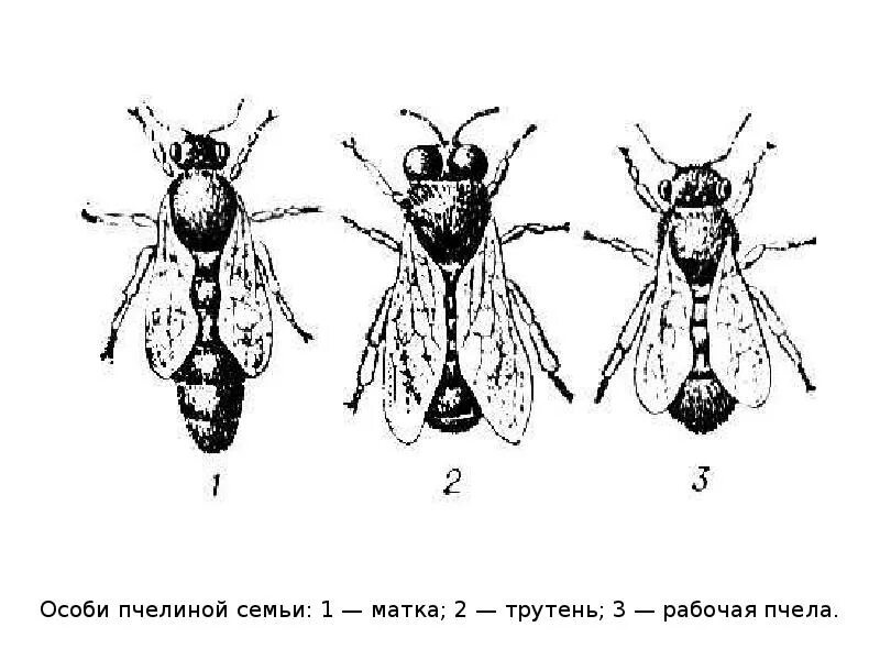 Рабочие особи. Пчела матка трутень. Матка трутень рабочая пчела. Строение матки пчелы. Пчелиная семья особи пчелиной семьи.