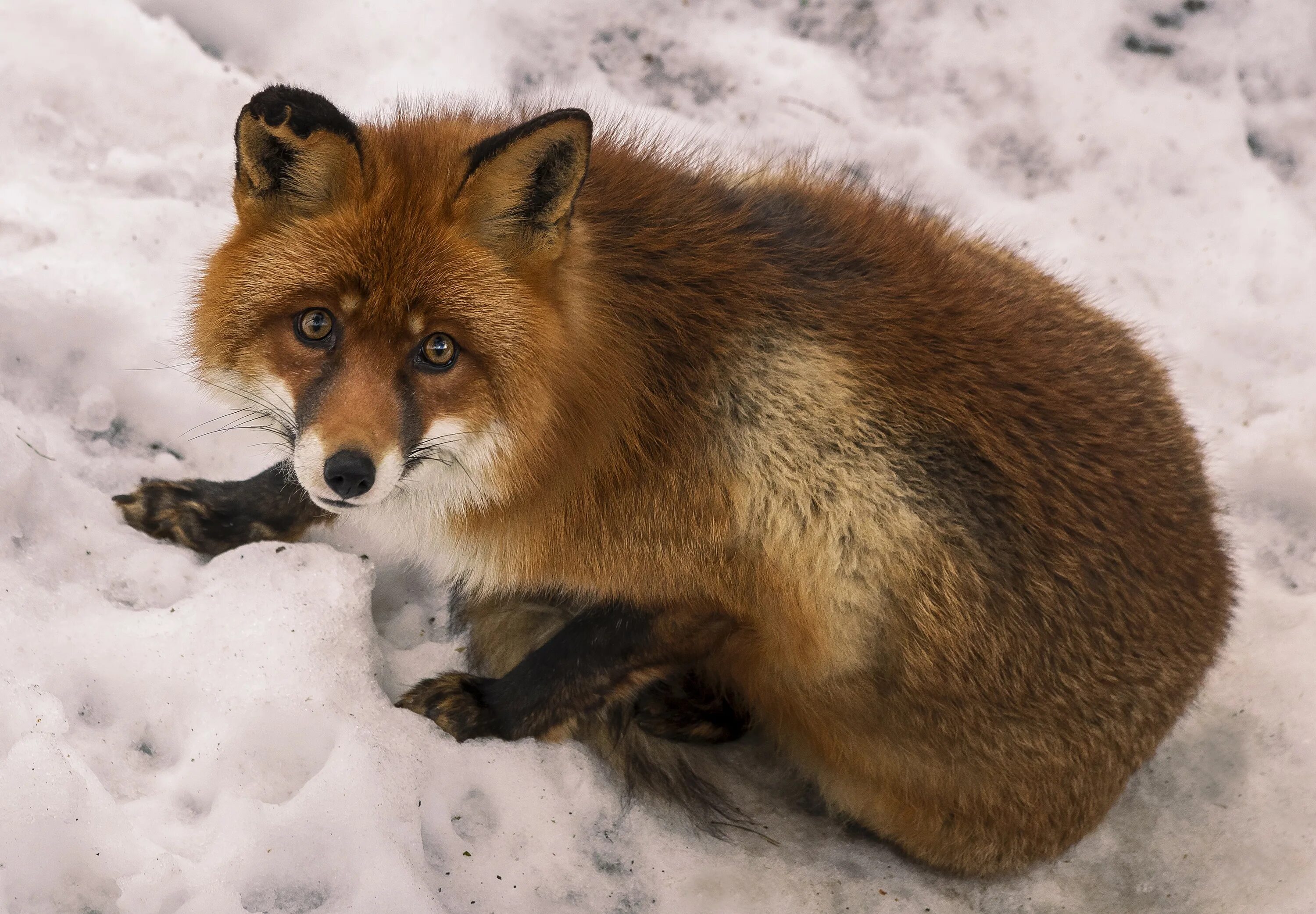 Лиса. Лиса фото. Лисы зимой. Лиса в Италии. Fox org