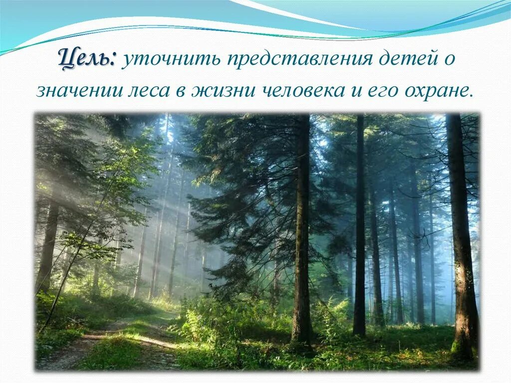 Лес в жизни человека. Лес в природе и жизни человека. Роль леса в жизни человека. Роль человека в лесу.