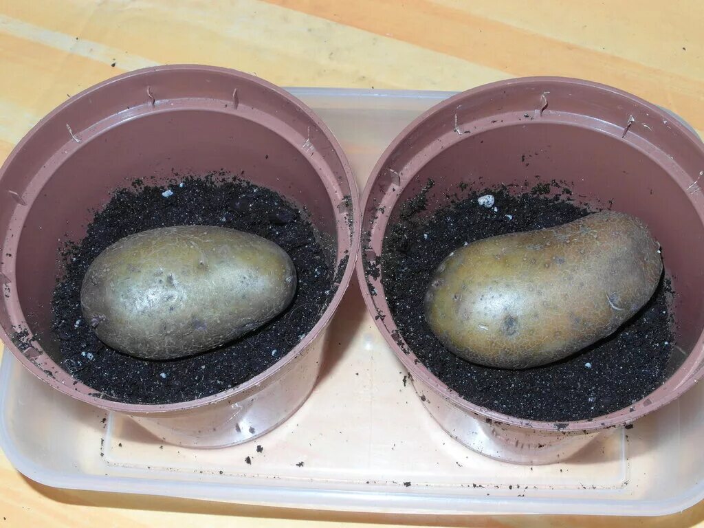 Вырастет ли картошка. Проросший картофель. Росток картошки в горшке. Выращиваем картофель в горшках. Семя картошки.