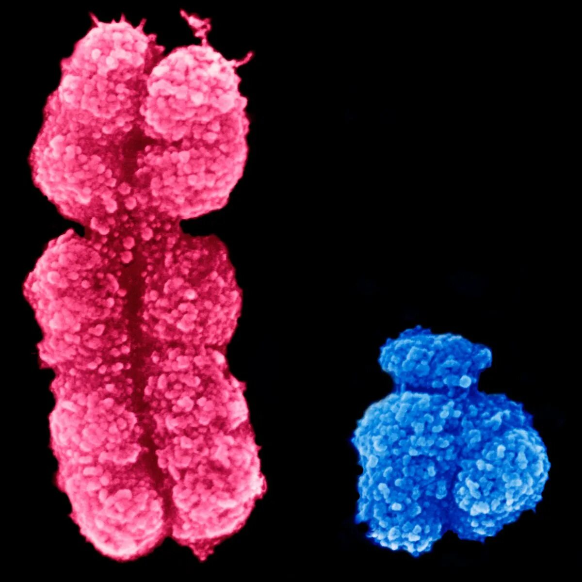 Вторая х хромосома. Хромосома. Половые хромосомы. Х И У хромосомы. Игрек хромосома.