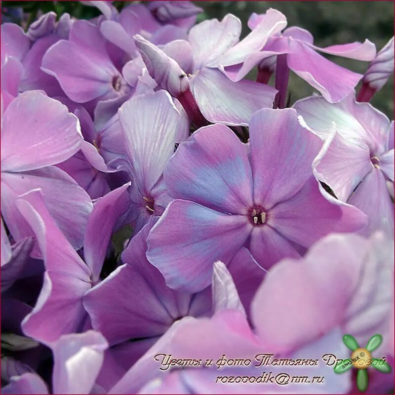 флокс незабудка. флокс альпийская незабудка. флокс незабудка. флокс незабудка. флокс метельчатый сорт незабудка.