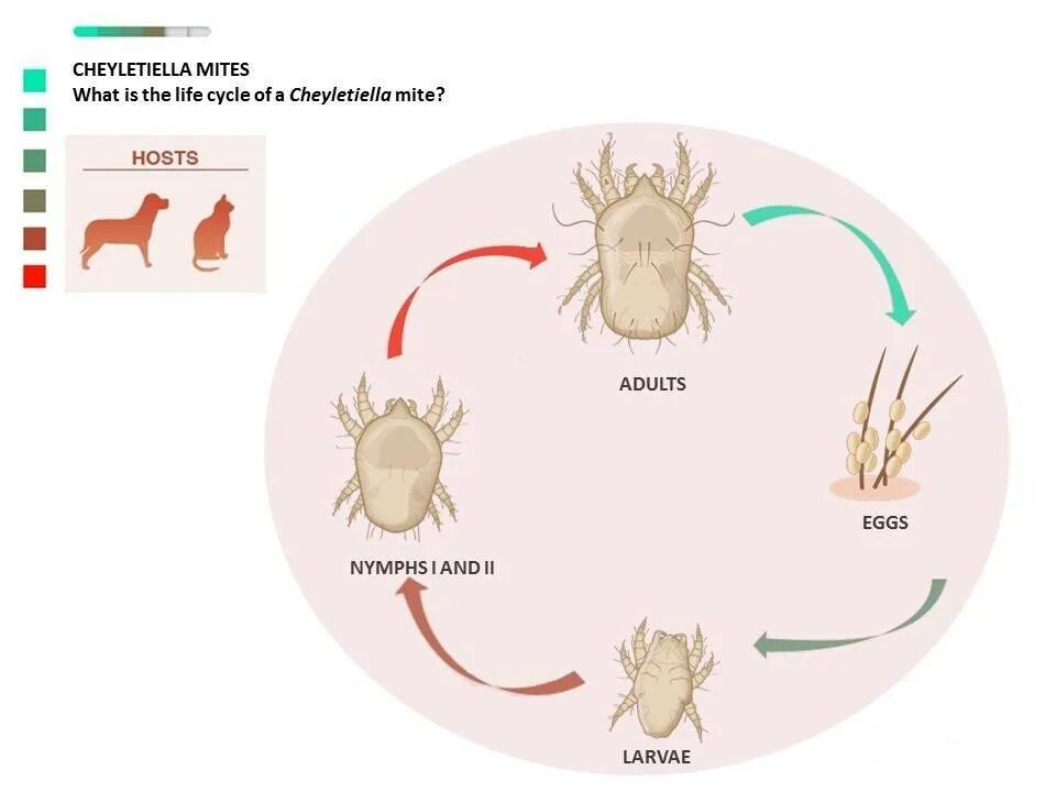 Цикл развития чесоточного клеща. Саркоптоз подкожный клещ. Цикл чесоточного клеща. Чесоточный клещ (отодектоз).