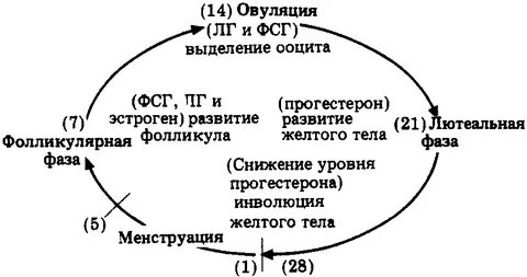 Цикл цифра
