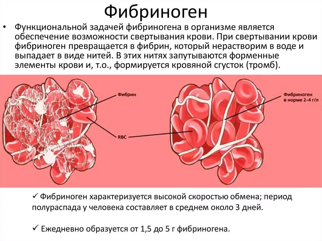 Как изменится количество фибрина после пореза. Синтез фибриногена. Синтез фибрина. Фибрин свертывание крови. Фибрин и фибриноген.