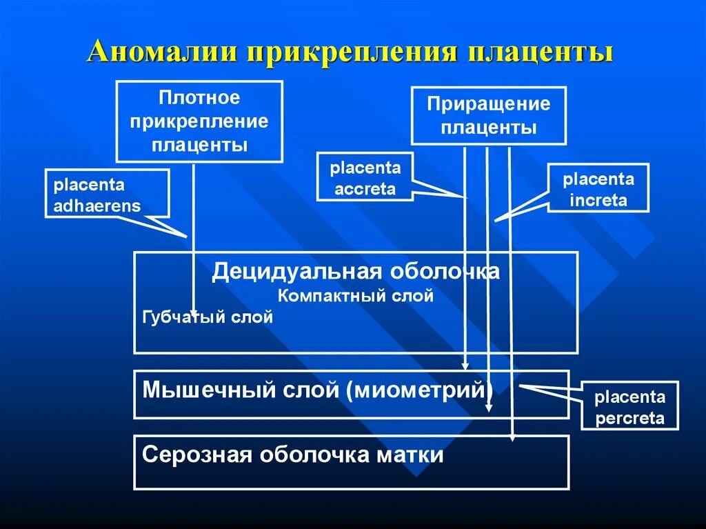 Истинное приращение. Аномалии прикрепления плаценты классификация. Полное плотное прикрепление плаценты классификация. Плотное прикрепление плаценты. Приращение плаценты классификация.